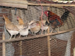 Banty rooster and his hens